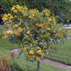 Senna, flowery